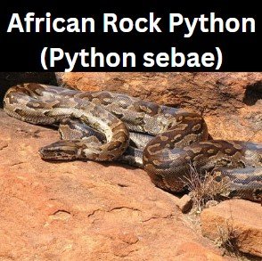 African Rock Python (Python sebae)