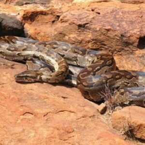 African-Rock-Python-Python-sebae