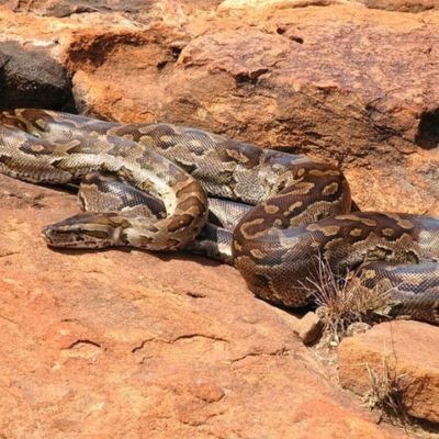 African-Rock-Python-Python-sebae