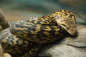 Amethystine Python (Morelia amethystina)