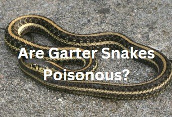 Are Garter Snakes Poisonous