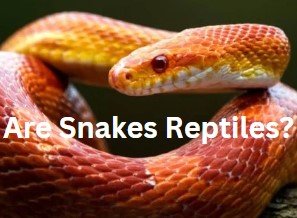 Are Snakes Reptiles