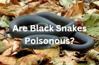 Are black Snake poisonous