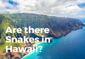 Are there snakes in Hawaii