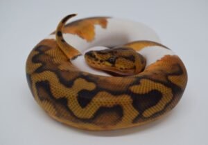 Ball Python (Python regius):