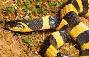 Banded Krait (Bungarus fasciatus)