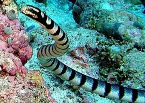 Belcher's Sea Snake (Hydrophis belcheri)