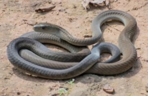 Black Mamba (Dendroaspis polylepis)