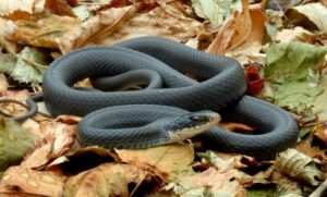 Black Racer (Coluber constrictor)