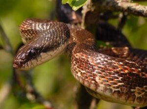 Black Rat Snake (Pantherophis obsoletus)