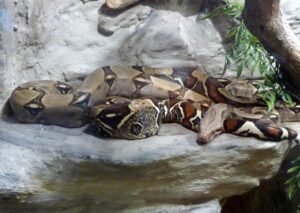 Boa Constrictor (Boa constrictor)