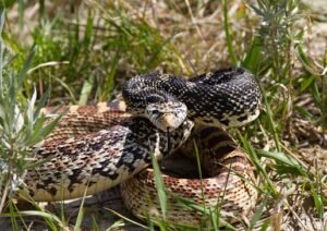 Bullsnake (Pituophis catenifer)