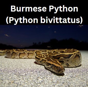 Burmese Python (Python bivittatus)