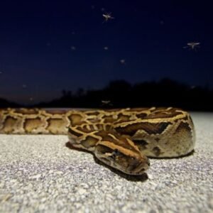 Burmese-Python-Python-bivittatus