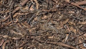 Camouflage Snake in Forest