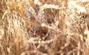 Camouflage snake in Field