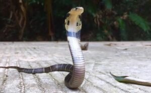 Chinese Cobra (Naja atra)