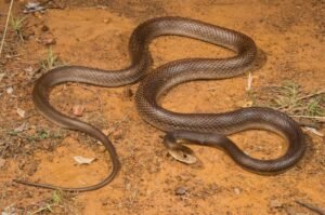 Coastal Taipan (Oxyuranus scutellatus)