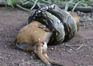 Snake constricting and Suffocating Prey