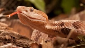 Copperhead (Agkistrodon contortrix)