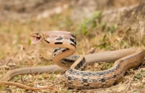 Copperhead Rat Snake (Coelognathus radiatus)