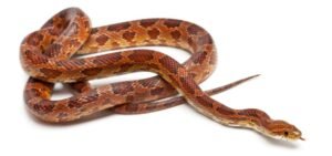 Corn Snake (Pantherophis guttatus)