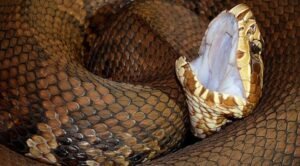 Cottonmouth (Agkistrodon piscivorus)