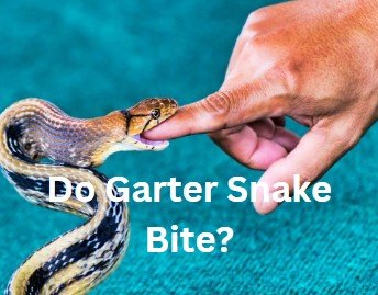 Do Garter Snake bite