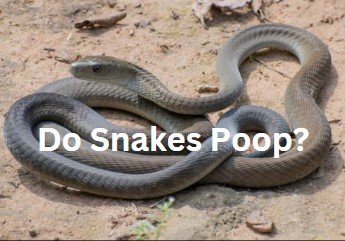 Do Snake poop