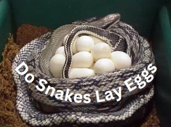 Do Snakes lay Eggs