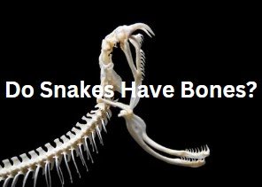 Do snakes have bones