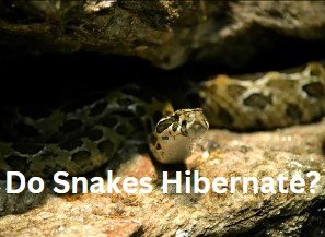 Do snakes hibernate