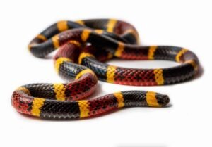 Eastern Coral Snake (Micrurus fulvius)