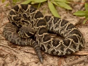 Eastern Diamondback Rattlesnake