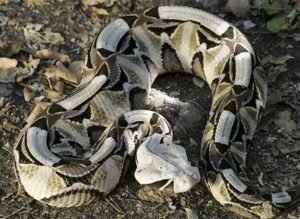 Gaboon Viper (Bitis gabonica)