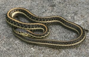 Garter Snake (Thamnophis spp.)