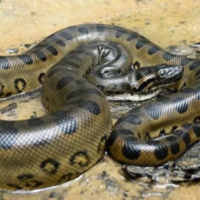 Green-Anaconda-Eunectes-murinus