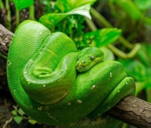 Green Tree Python