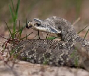 Hognose Snake (Heterodon spp.)