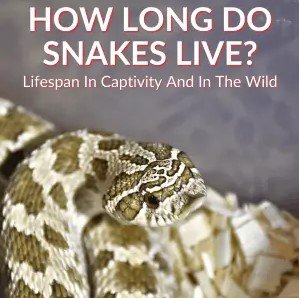 How Long Snakes Live