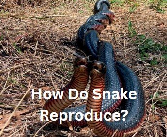 How do snake reproduce