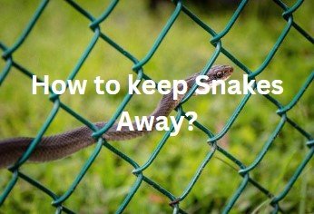 How to keep Snakes away