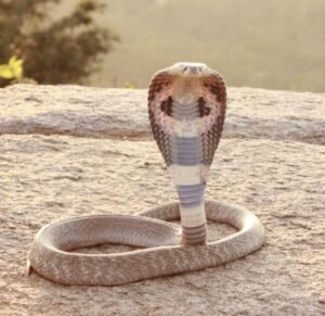 Indian Cobra (Naja naja)