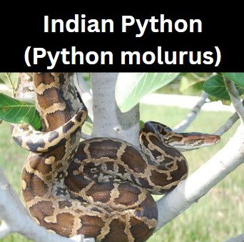 Indian Python (Python molurus)