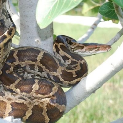 Indian-Python-Python-molurus