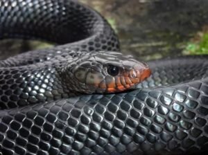 Indigo Snake (Drymarchon spp.)