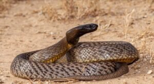 Inland Taipan (Oxyuranus microlepidotus)