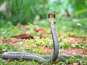 King Cobra (Ophiophagus hannah)