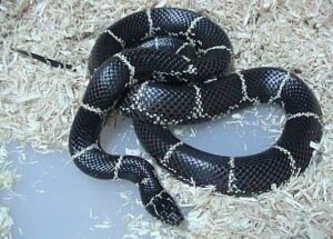 King Snake (Lampropeltis spp.)