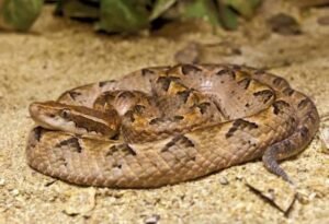 Malayan Pit Viper (Calloselasma rhodostoma)